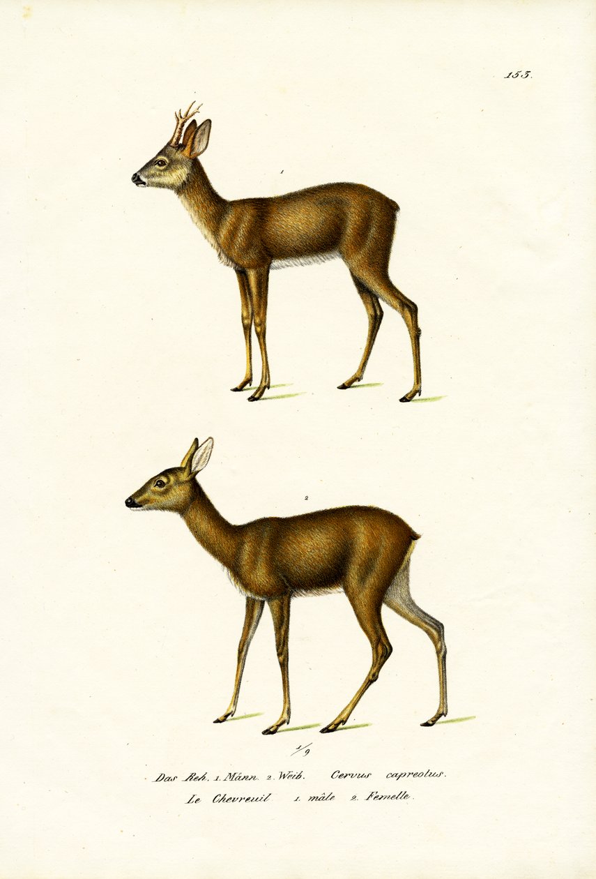 Roe Deer, 1824 by Karl Joseph Brodtmann