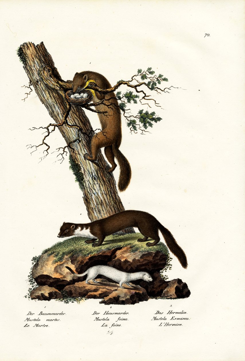 Sweet Marten by Karl Joseph Brodtmann