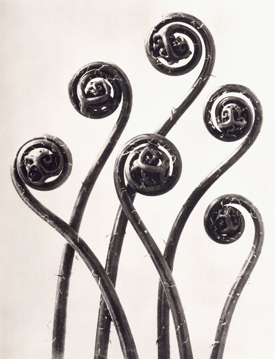 Adiantum Pedatum - American Maidenhair Fern, Young Rolled-up Fronds Enlarged Eight Times by Karl Blossfeldt