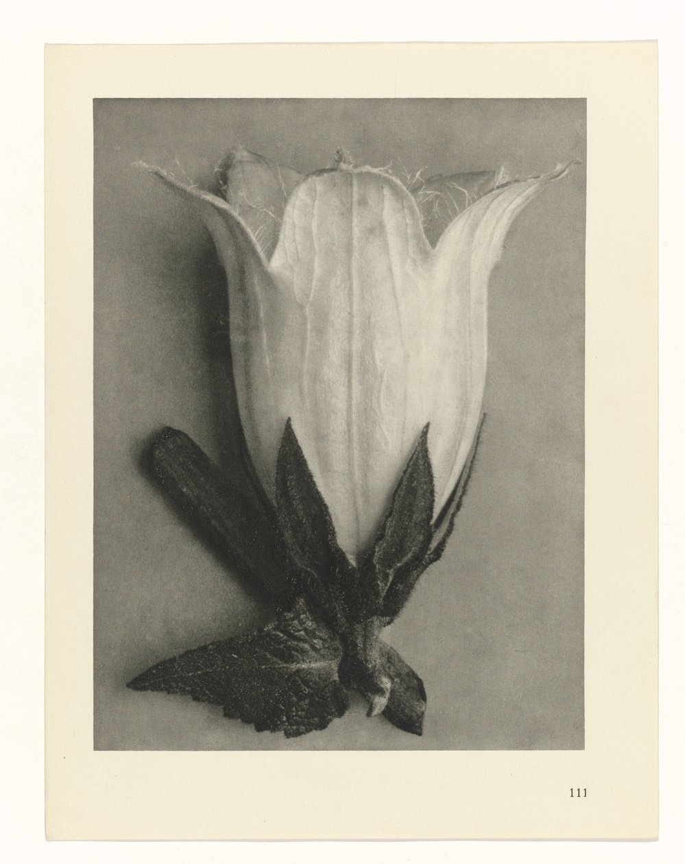 Plant Studies by Karl Blossfeldt