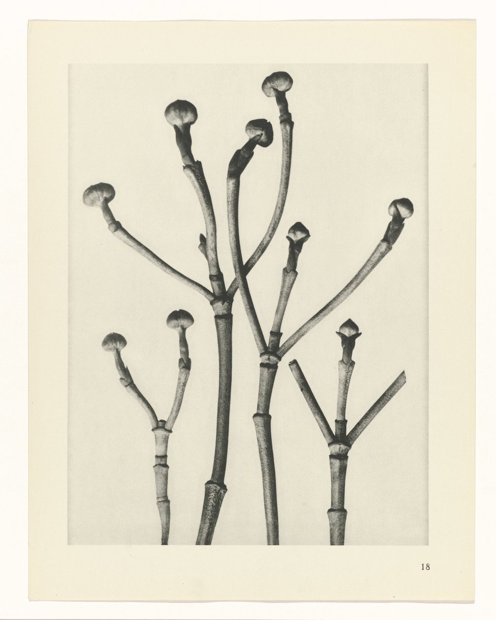 Plant Studies (Urformen der Kunst: photographic plant images series) by Karl Blossfeldt