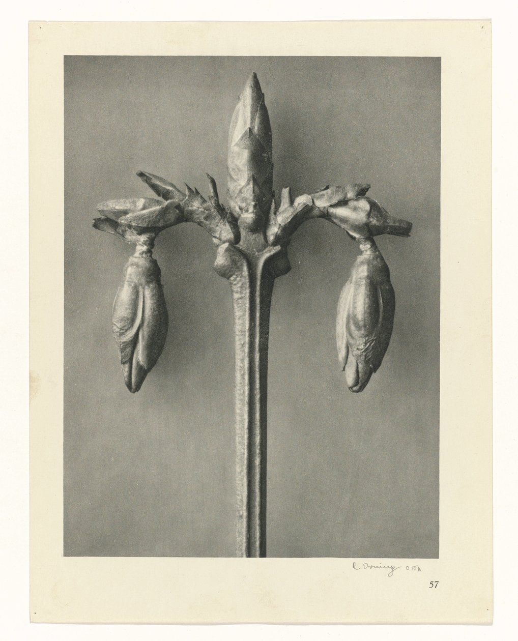 Plant Studies (Urformen der Kunst: photographic plant images series) by Karl Blossfeldt