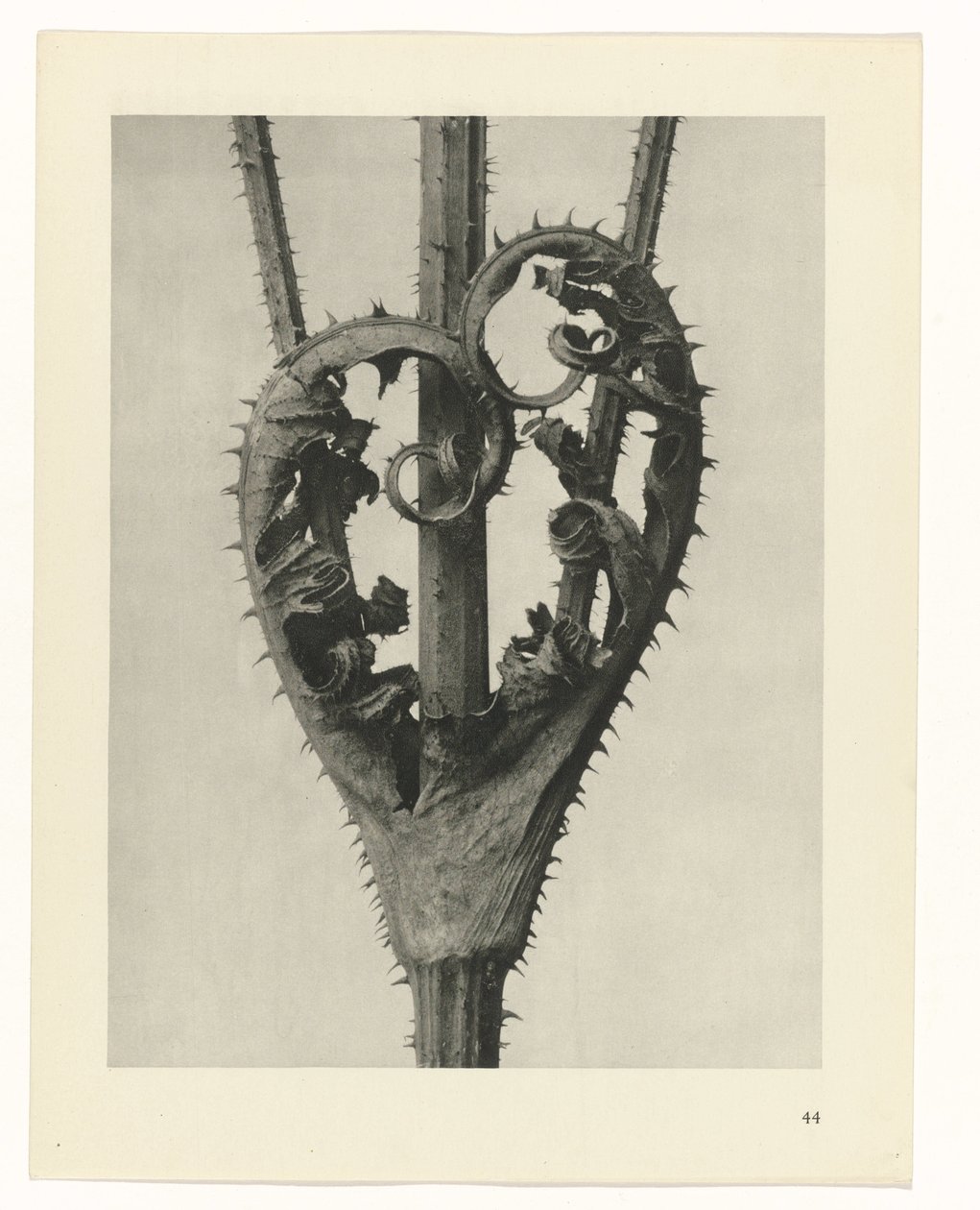 Plant Studies (Urformen der Kunst: photographic plant images series) by Karl Blossfeldt