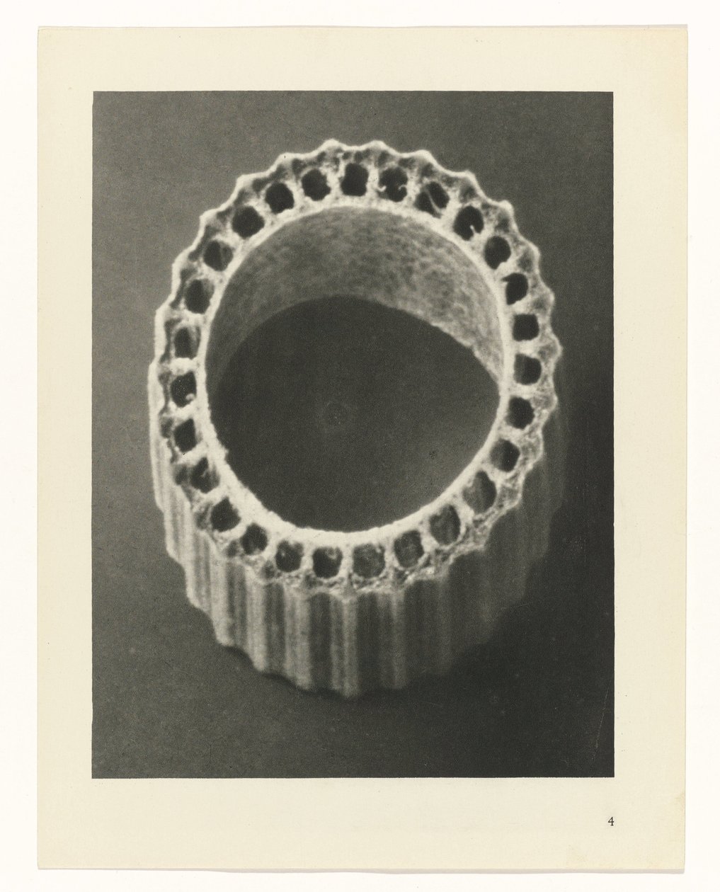 Plant Studies: Photographic Plant Images (series title) by Karl Blossfeldt