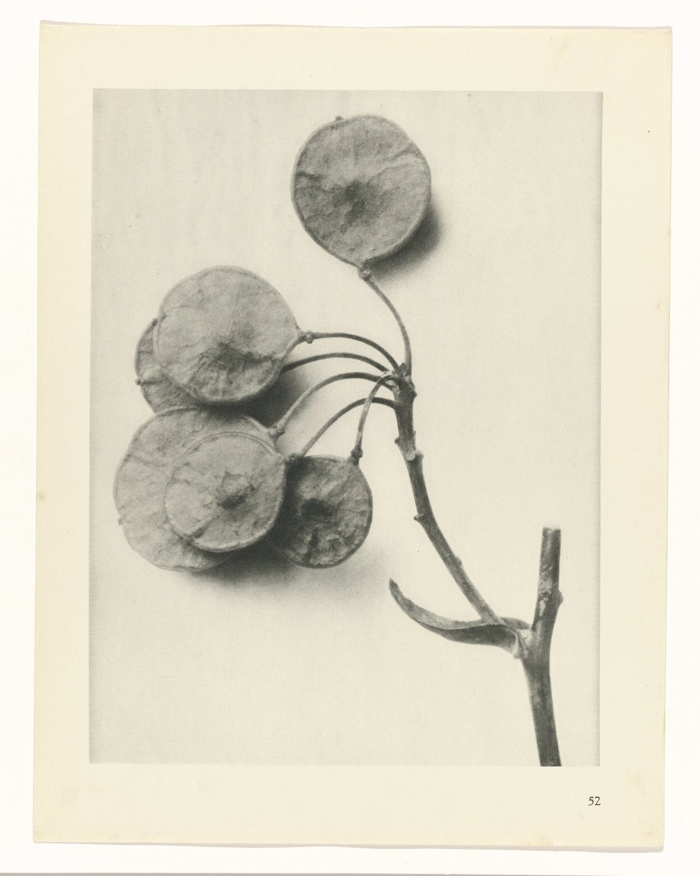 Plant Study by Karl Blossfeldt