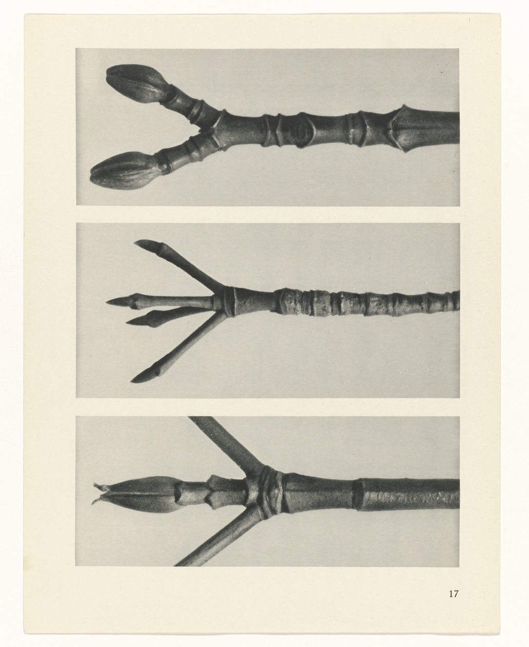 Plant Study by Karl Blossfeldt