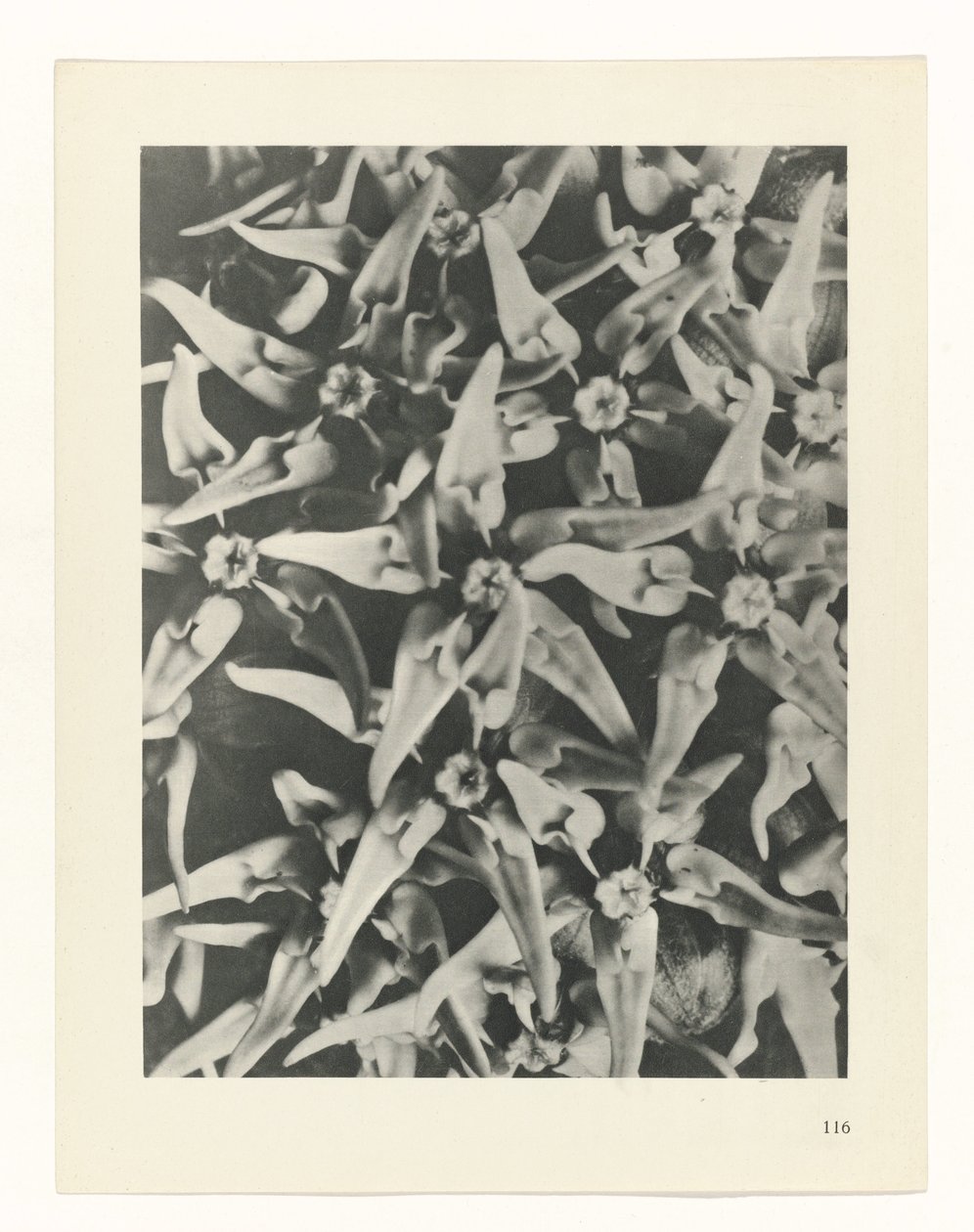 Plant Study by Karl Blossfeldt