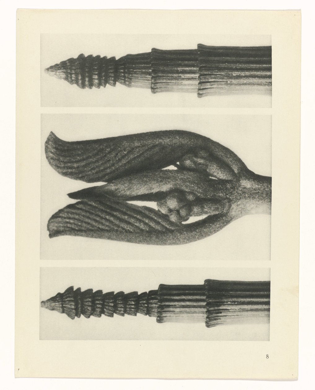 Plant Study (Urformen der Kunst series) by Karl Blossfeldt