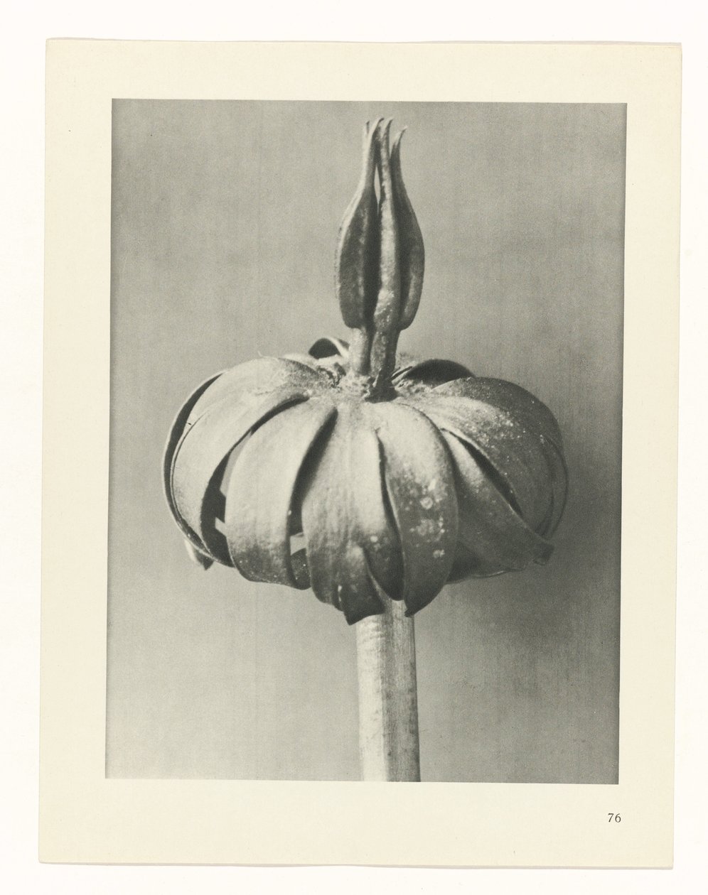 Plant Study (Urformen der Kunst series) by Karl Blossfeldt