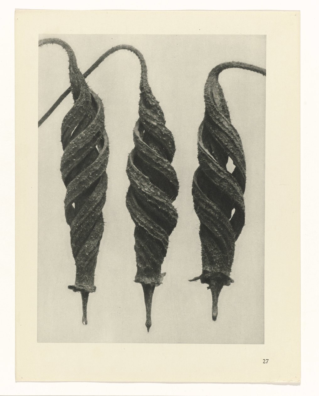 Plant Study (Urformen der Kunst series) by Karl Blossfeldt