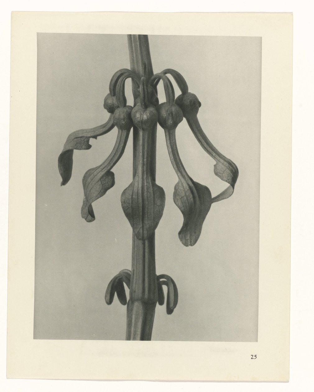 Plant Study (series title: Urformen der Kunst) by Karl Blossfeldt
