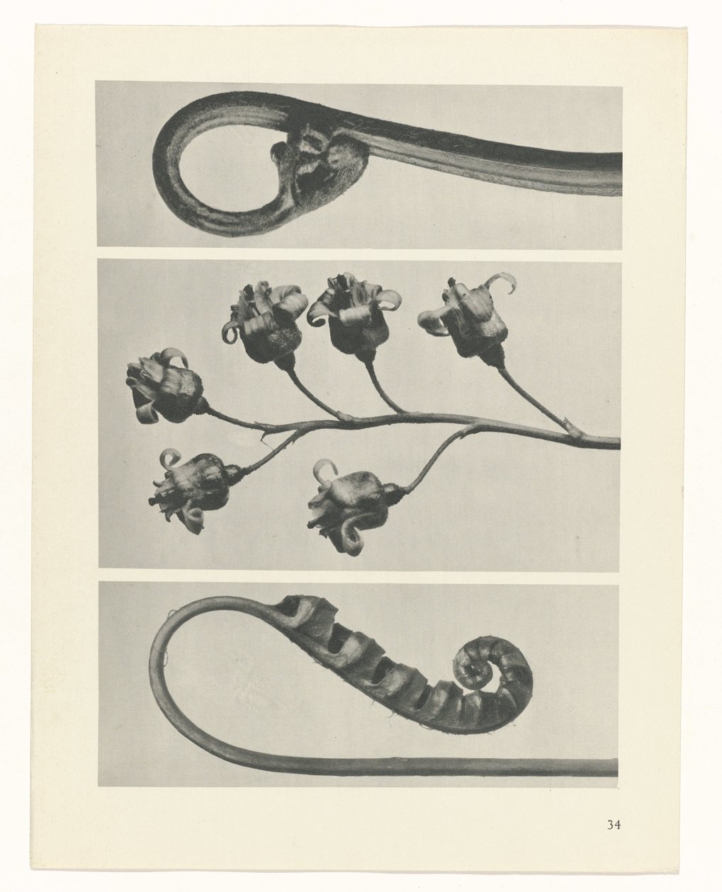 Plant Study (series title: Urformen der Kunst) by Karl Blossfeldt