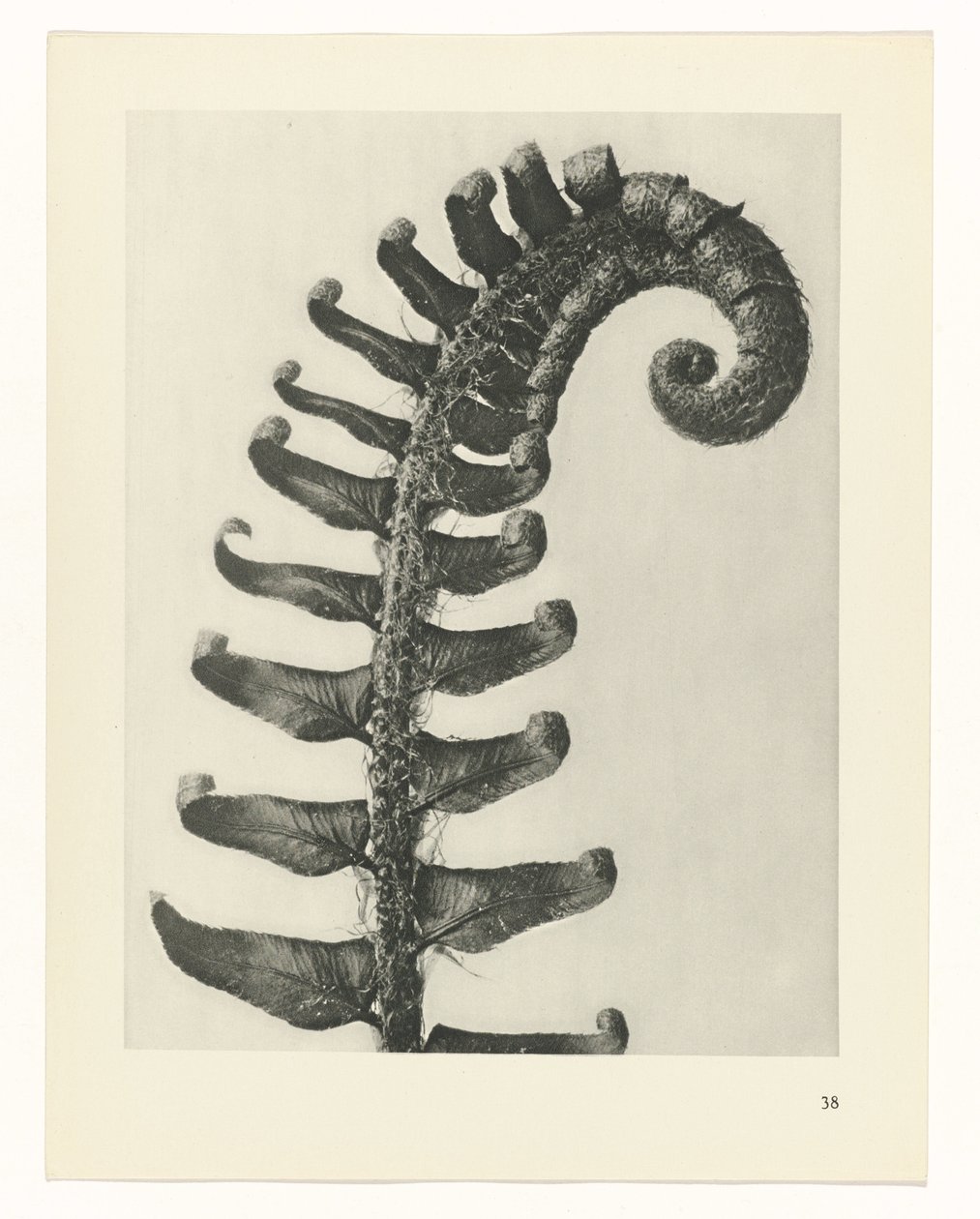 Plant Study (series title: Urformen der Kunst) by Karl Blossfeldt