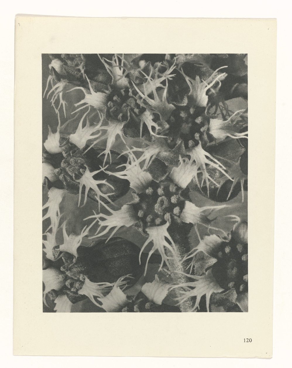 Plant Study (Urformen der Kunst series) by Karl Blossfeldt