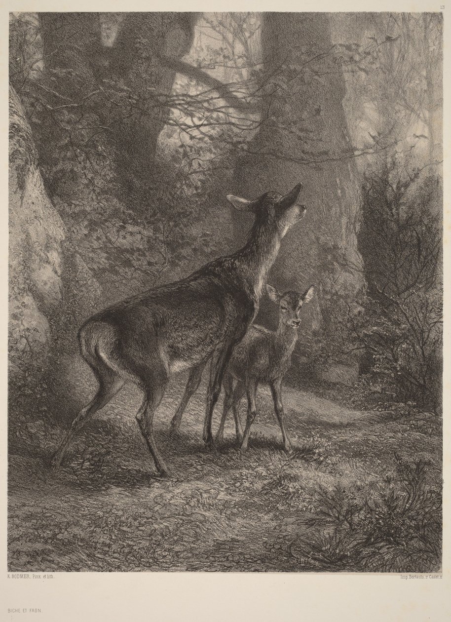 Doe and Fawn by Karl Bodmer