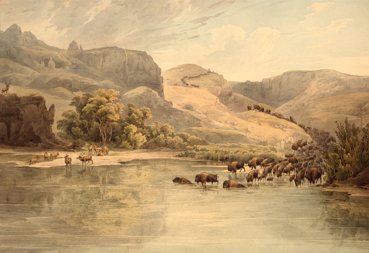 Buffalo and Elk on the Upper Missouri by Karl Bodmer