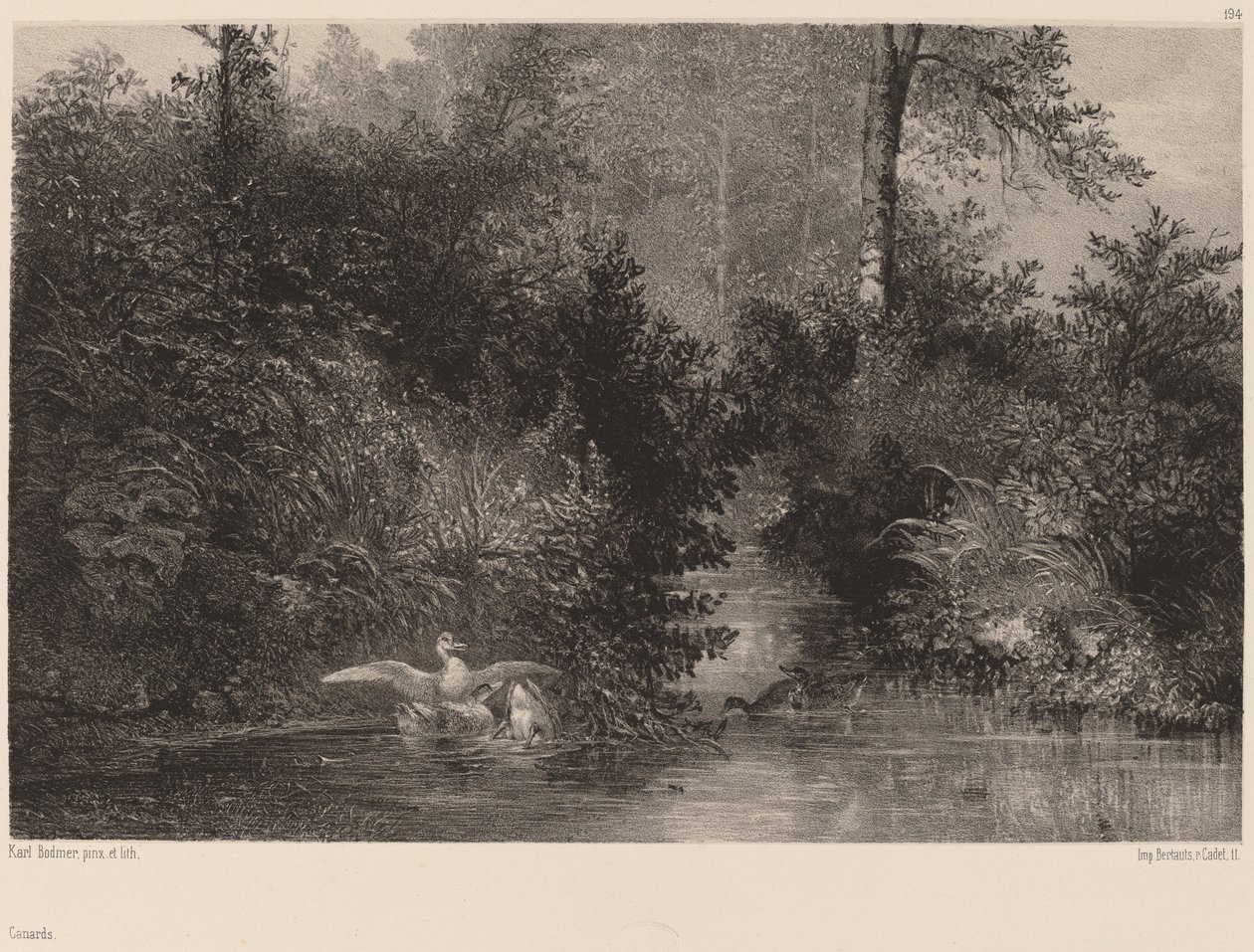 Ducks by Karl Bodmer