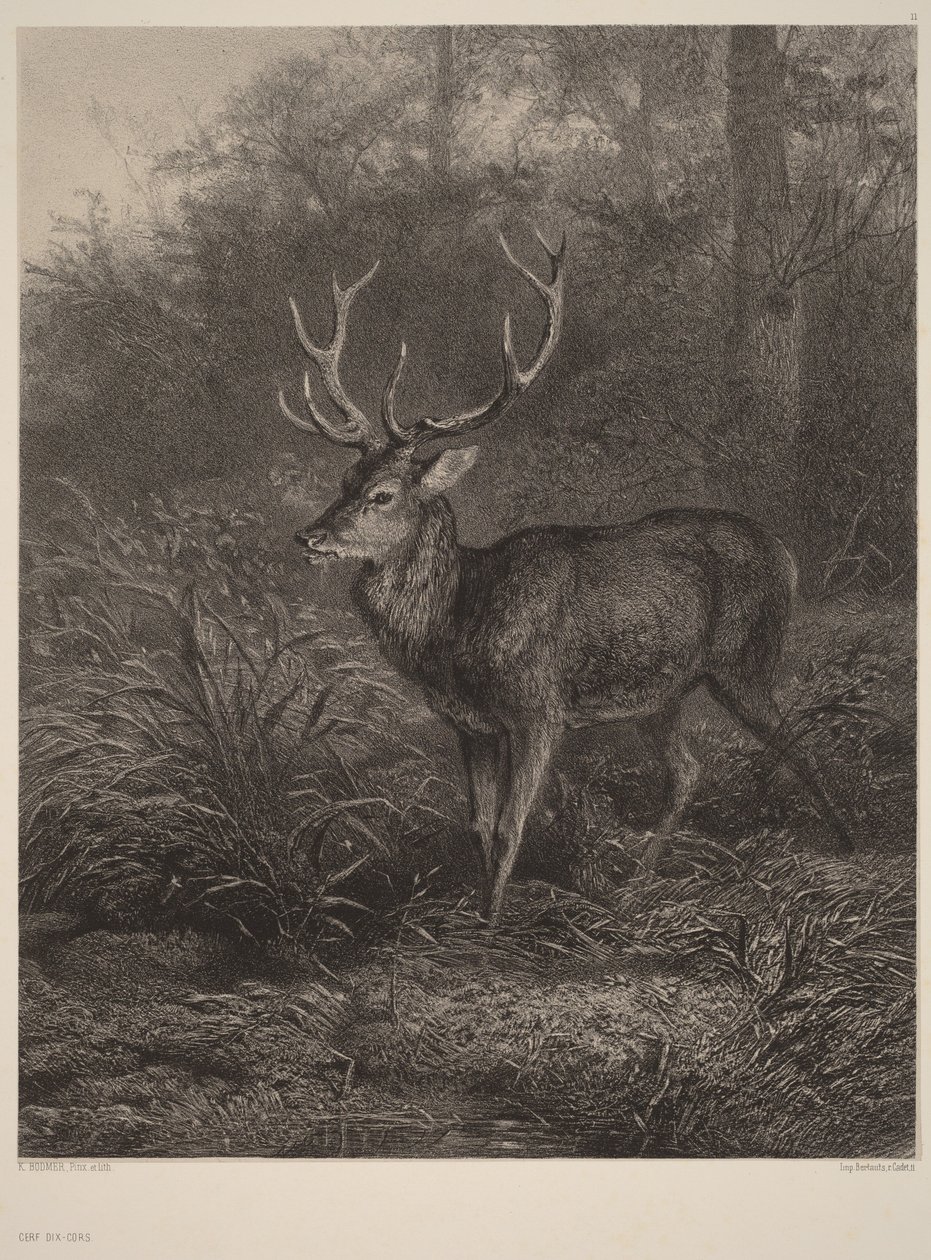 Ten-Point Stag by Karl Bodmer