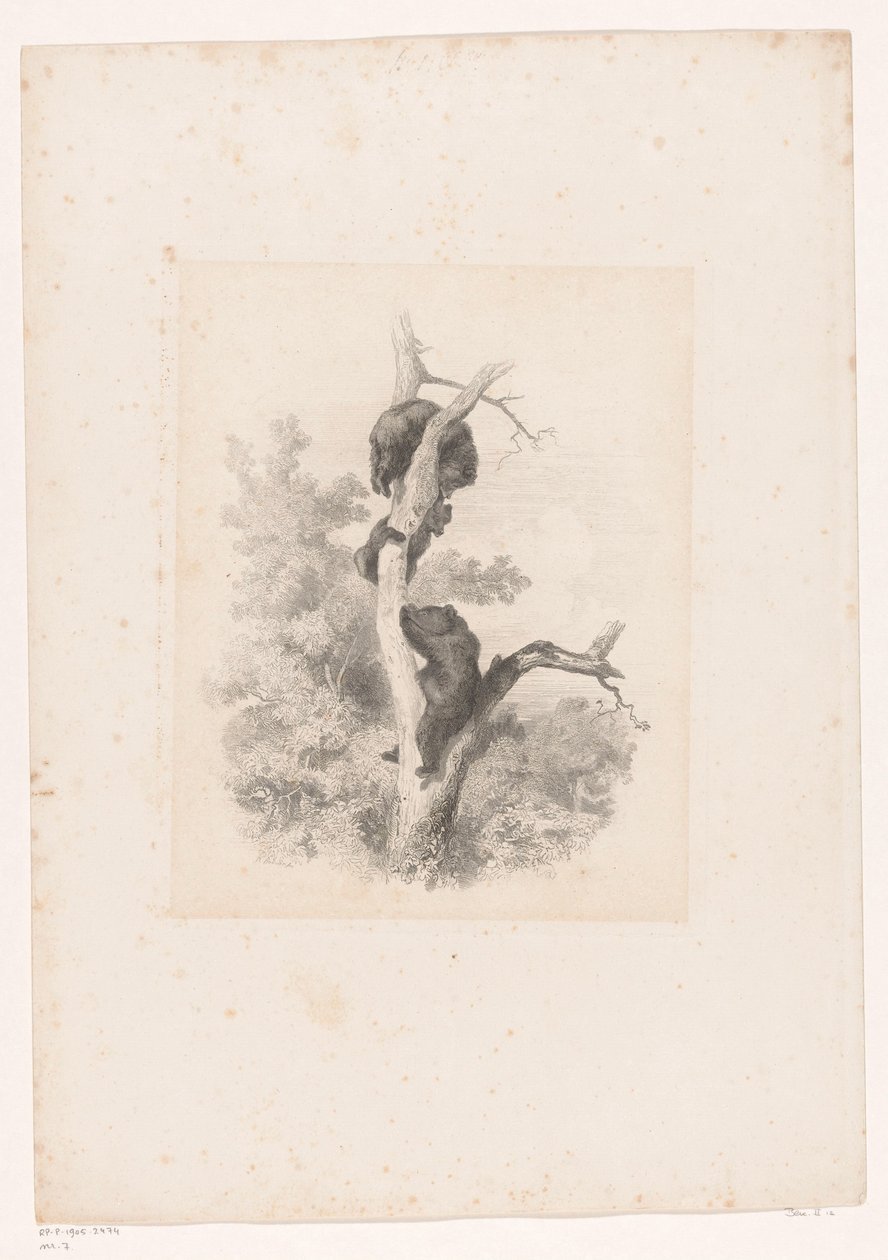Three Bears in a Tree Landscapes with Animals (series title) by Karl Bodmer