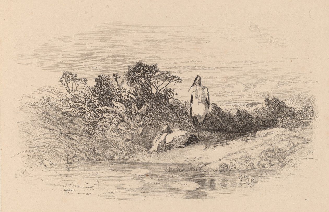 Herons by Karl Bodmer