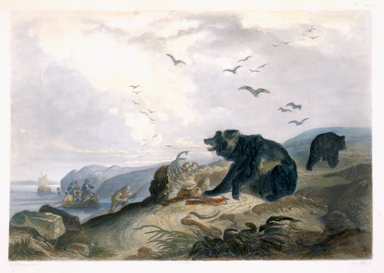 Hunting of the Grizzly Bear, plate 36 from Volume 2 of 