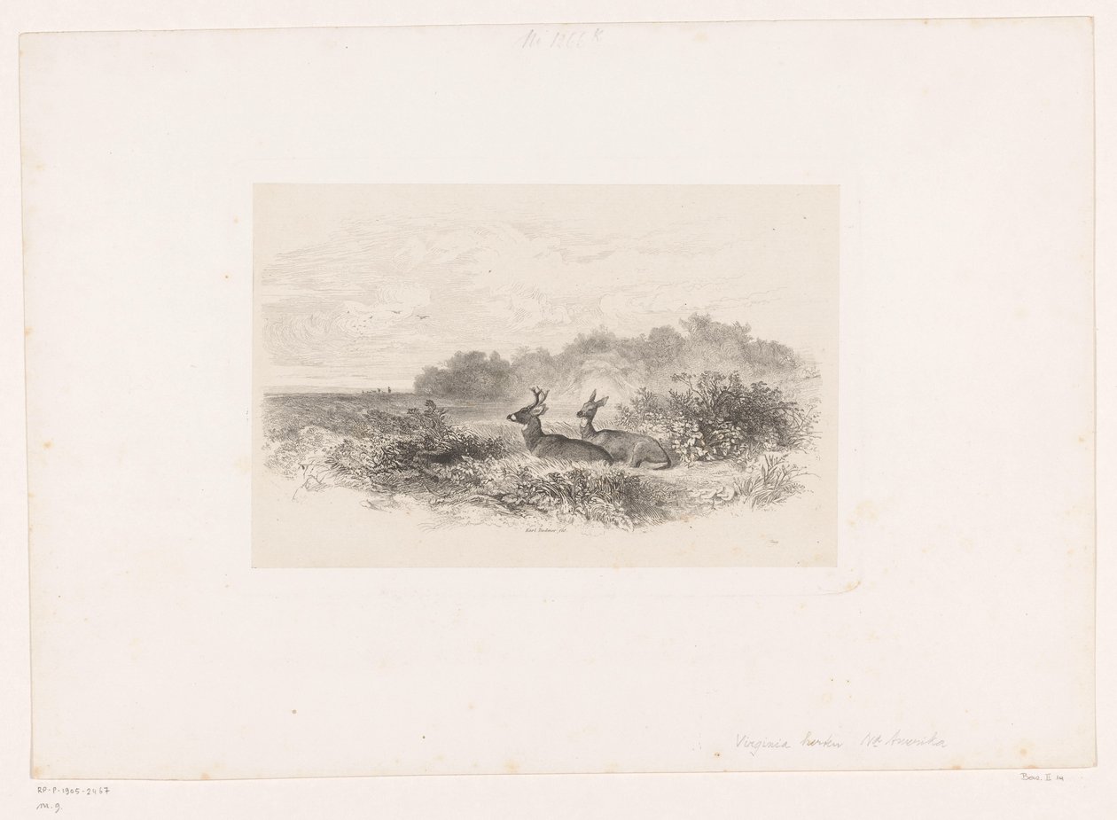 Landscape with Two White-Tailed Deer (Landscapes with Animals) by Karl Bodmer