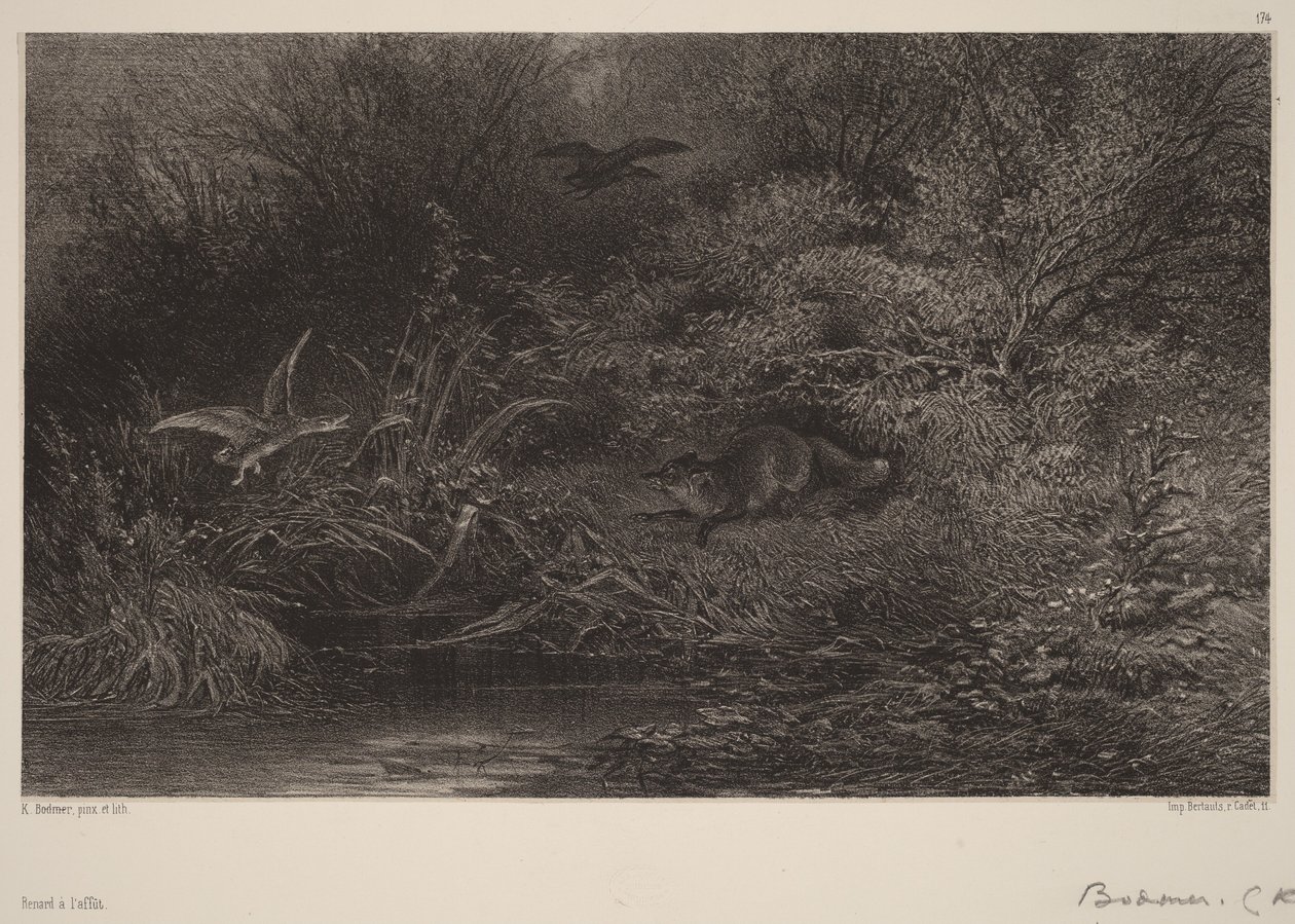 Fox on the Prowl by Karl Bodmer