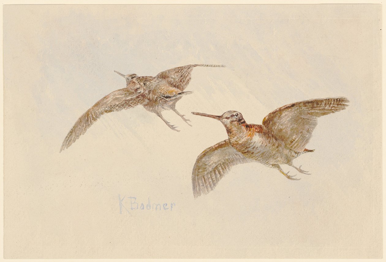 Snipe in Flight by Karl Bodmer