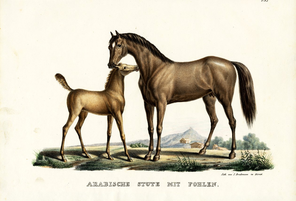Arab Horse With Fowl by Karl Joseph Brodtmann