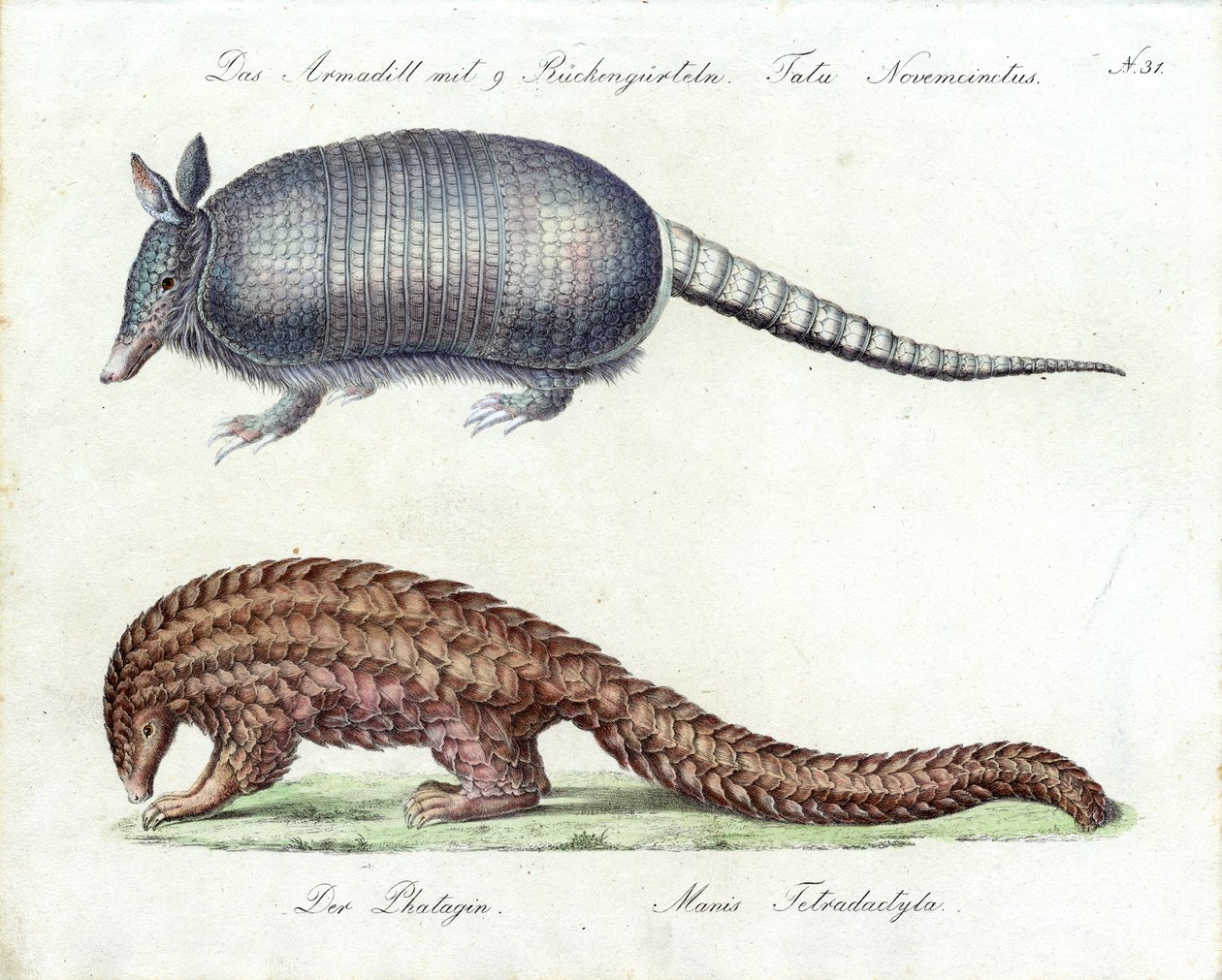 Armadillo and Pangolin by Karl Joseph Brodtmann