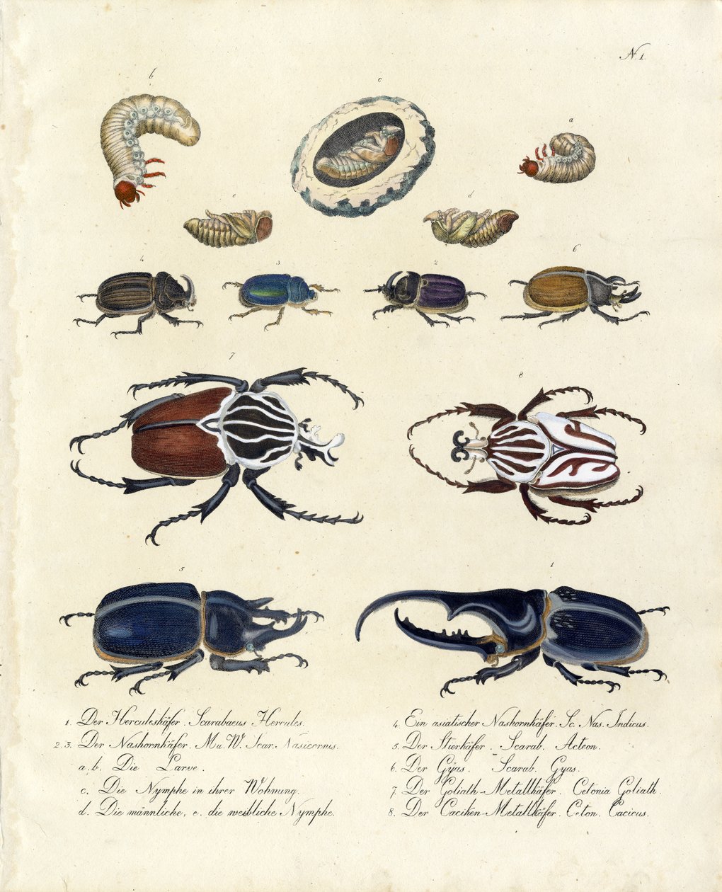 Beetle Collection with Developmental Stages by Karl Joseph Brodtmann
