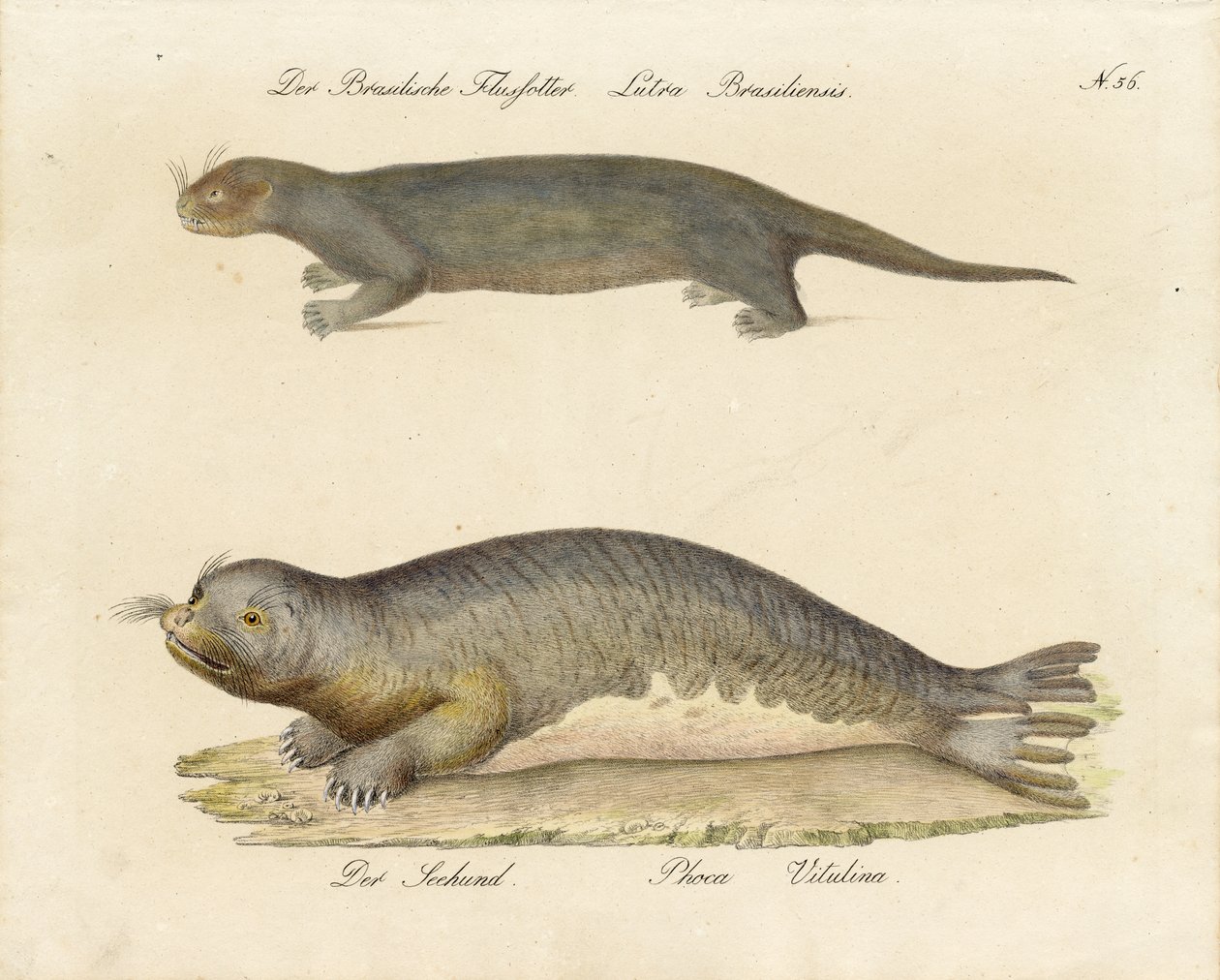 Brazilian River Otter and Harbor Seal by Karl Joseph Brodtmann