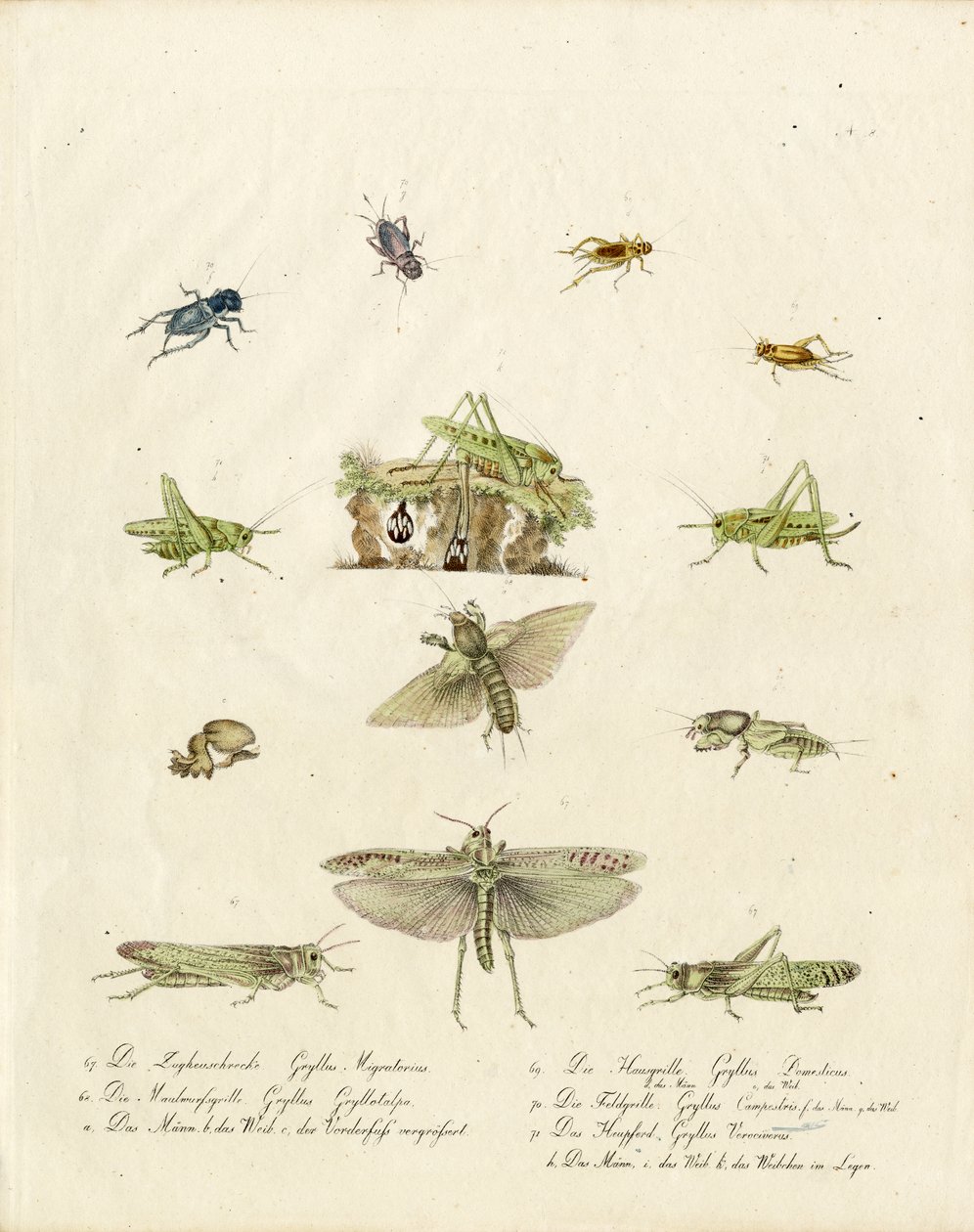 Crickets and Grasshoppers by Karl Joseph Brodtmann