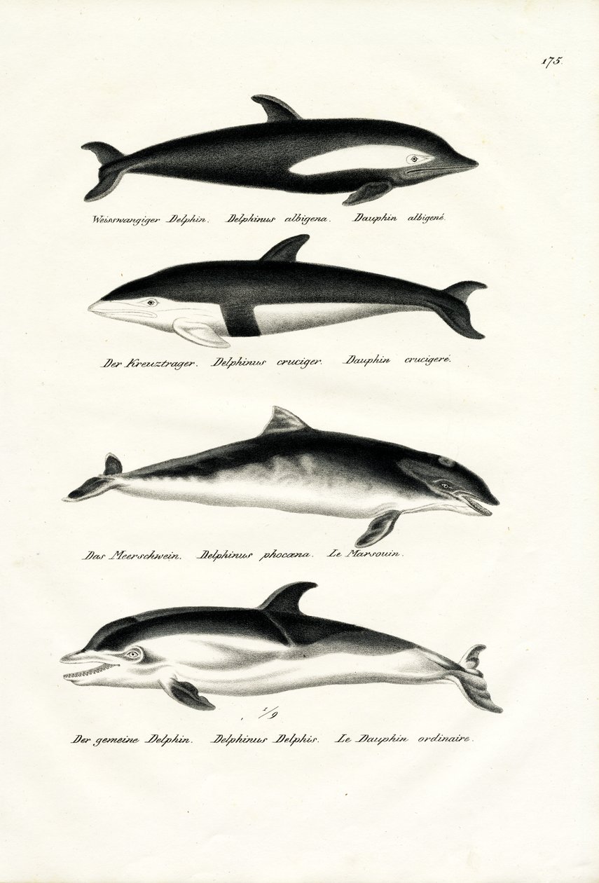 Different Kinds Of Dolphins, 1824 by Karl Joseph Brodtmann