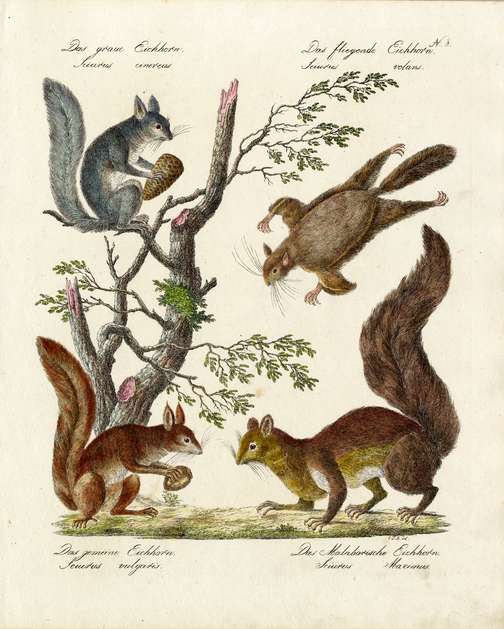 Different Types of Squirrels by Karl Joseph Brodtmann
