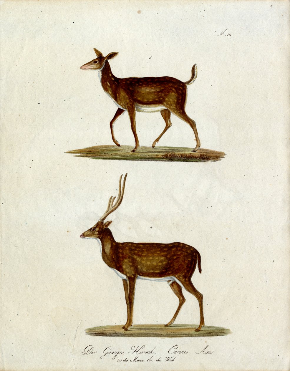 Female and Male Ganges Deer by Karl Joseph Brodtmann