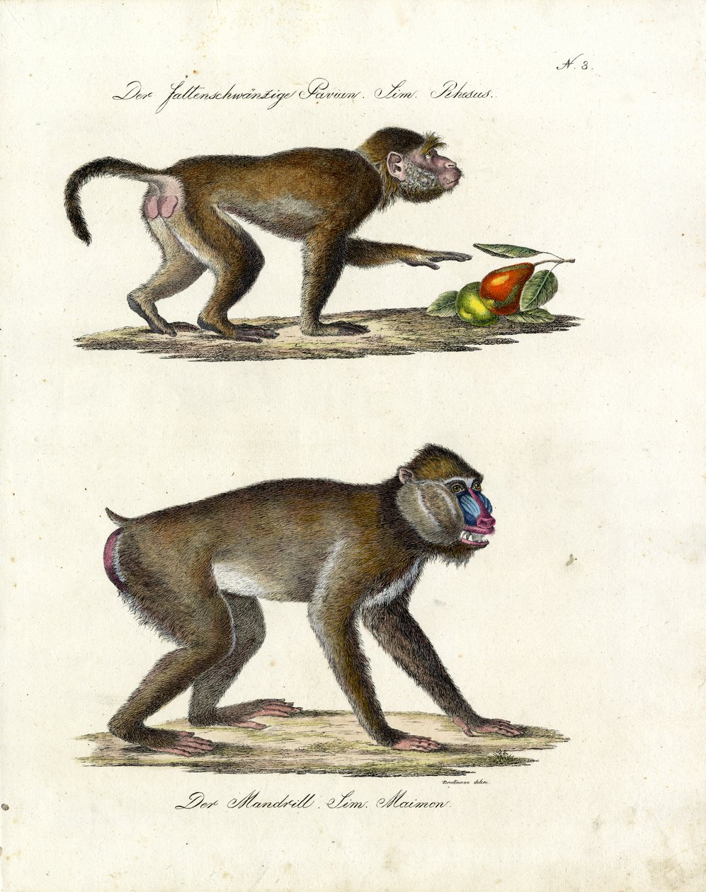 Hamadryas Baboon and Mandrill by Karl Joseph Brodtmann