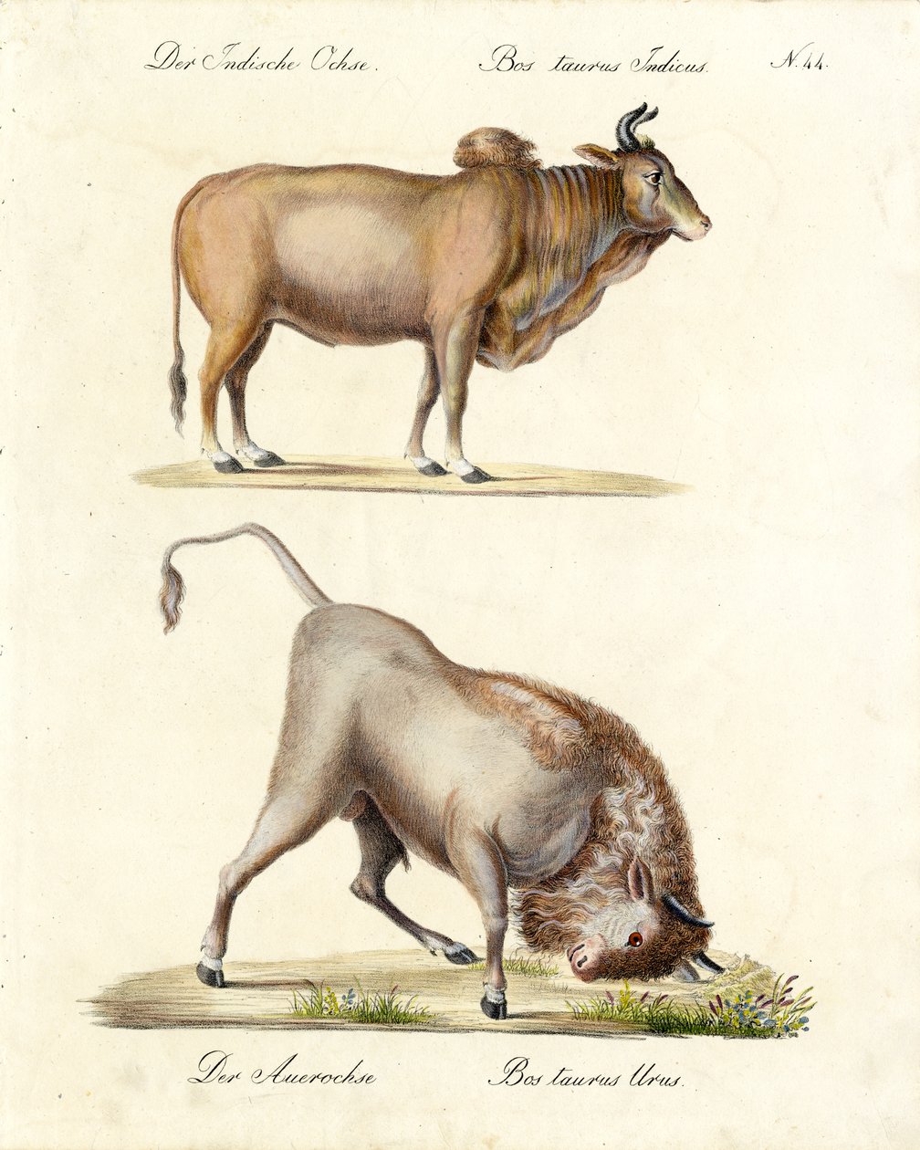 Indian Zebu and Aurochs by Karl Joseph Brodtmann