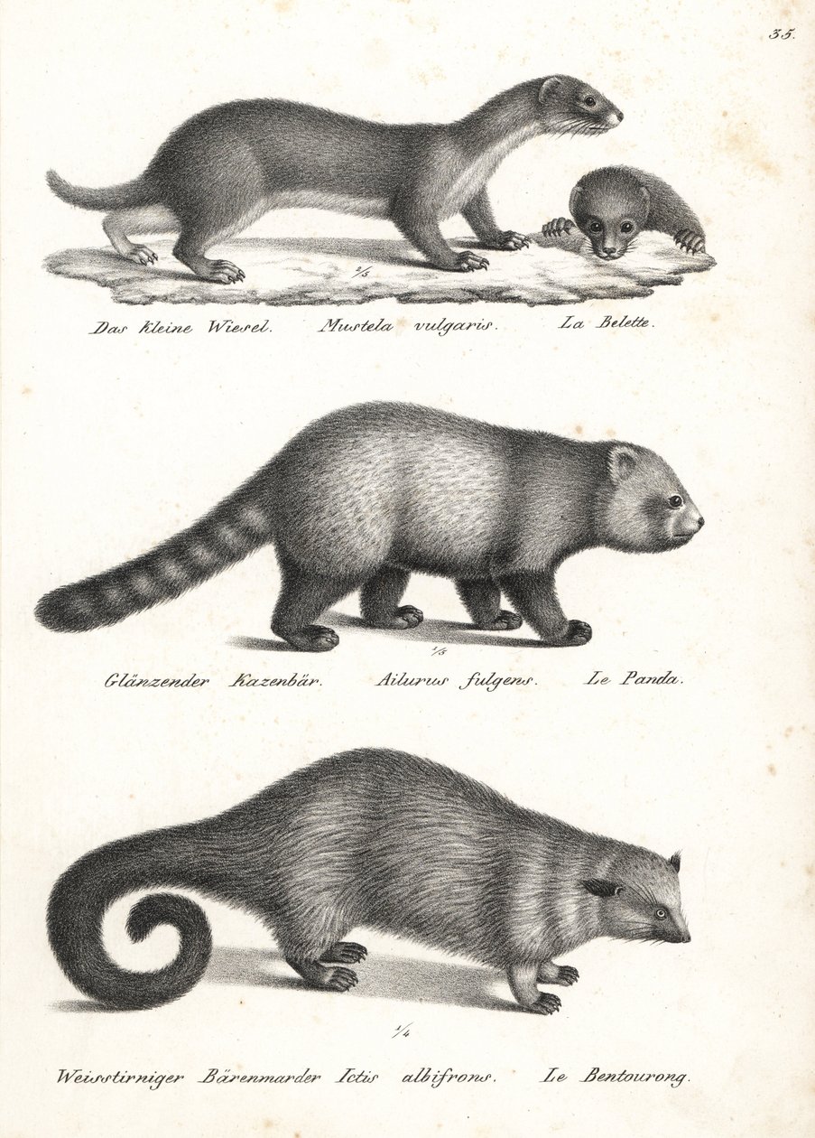 Least weasel, red panda, and bearcat. Lithograph from Heinrich Rudolf Schinz