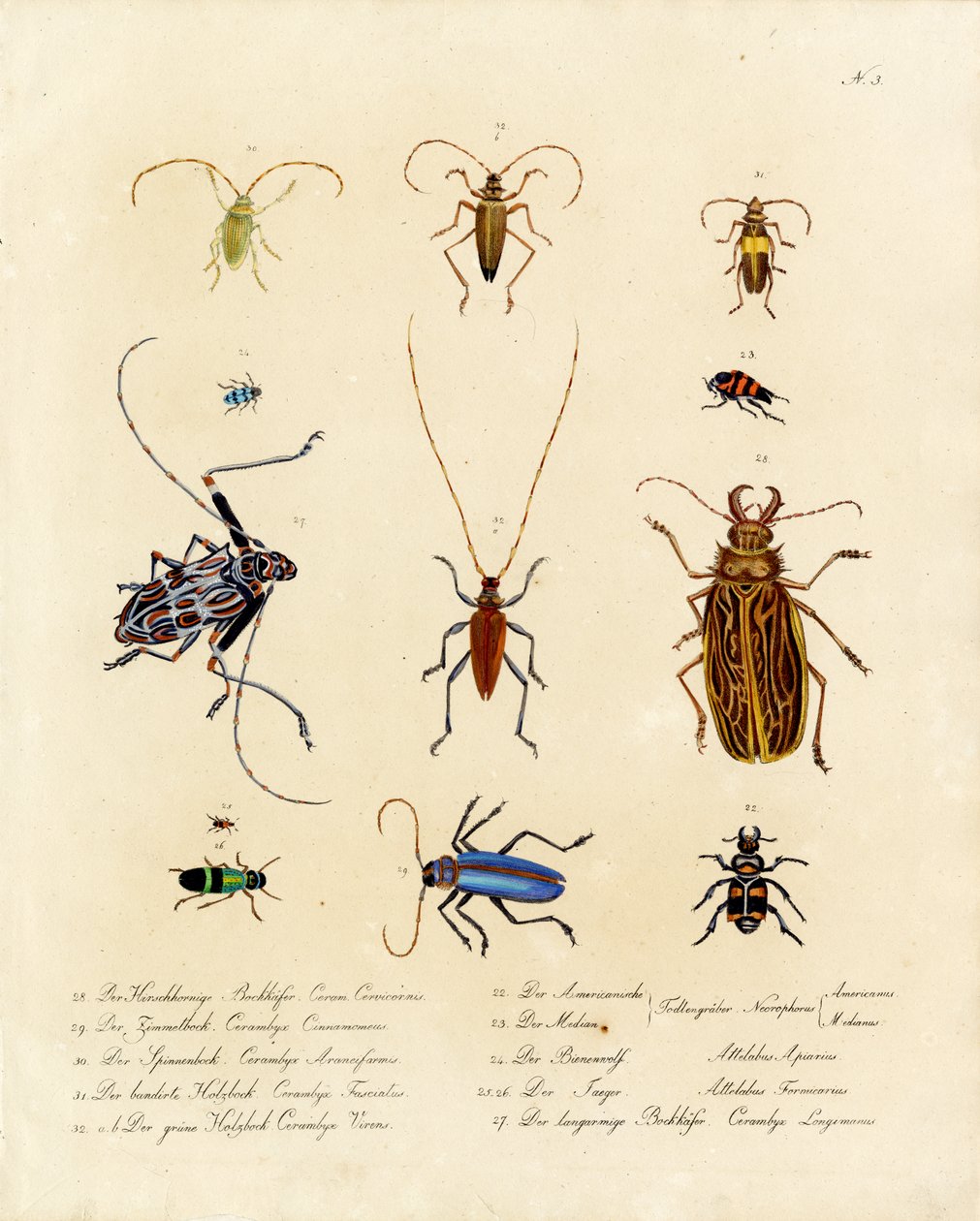 Longhorn Beetles and Related Species by Karl Joseph Brodtmann