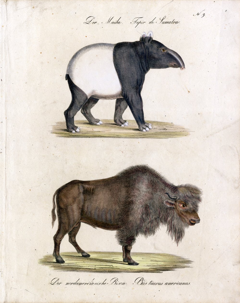 Malayan Tapir and American Bison by Karl Joseph Brodtmann