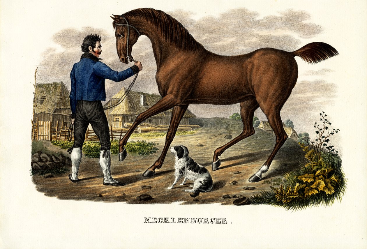 Mecklenburger Horse, 1824 by Karl Joseph Brodtmann