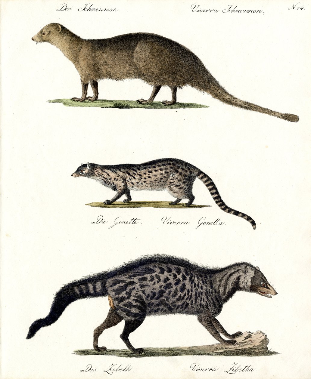 Mongoose, Genet and Civet by Karl Joseph Brodtmann