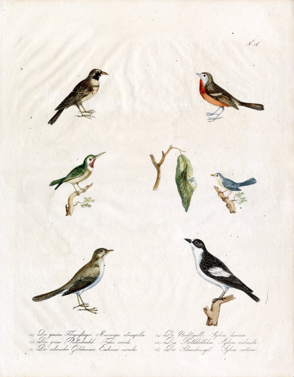 Native Songbirds by Karl Joseph Brodtmann