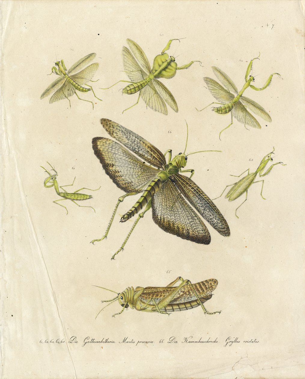 Praying Mantises and Grasshoppers by Karl Joseph Brodtmann