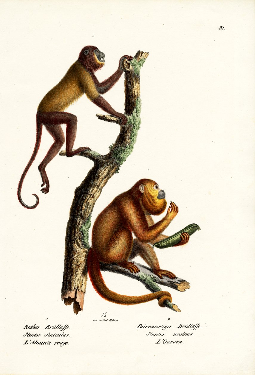 Red Howler Monkeys, 1824 by Karl Joseph Brodtmann