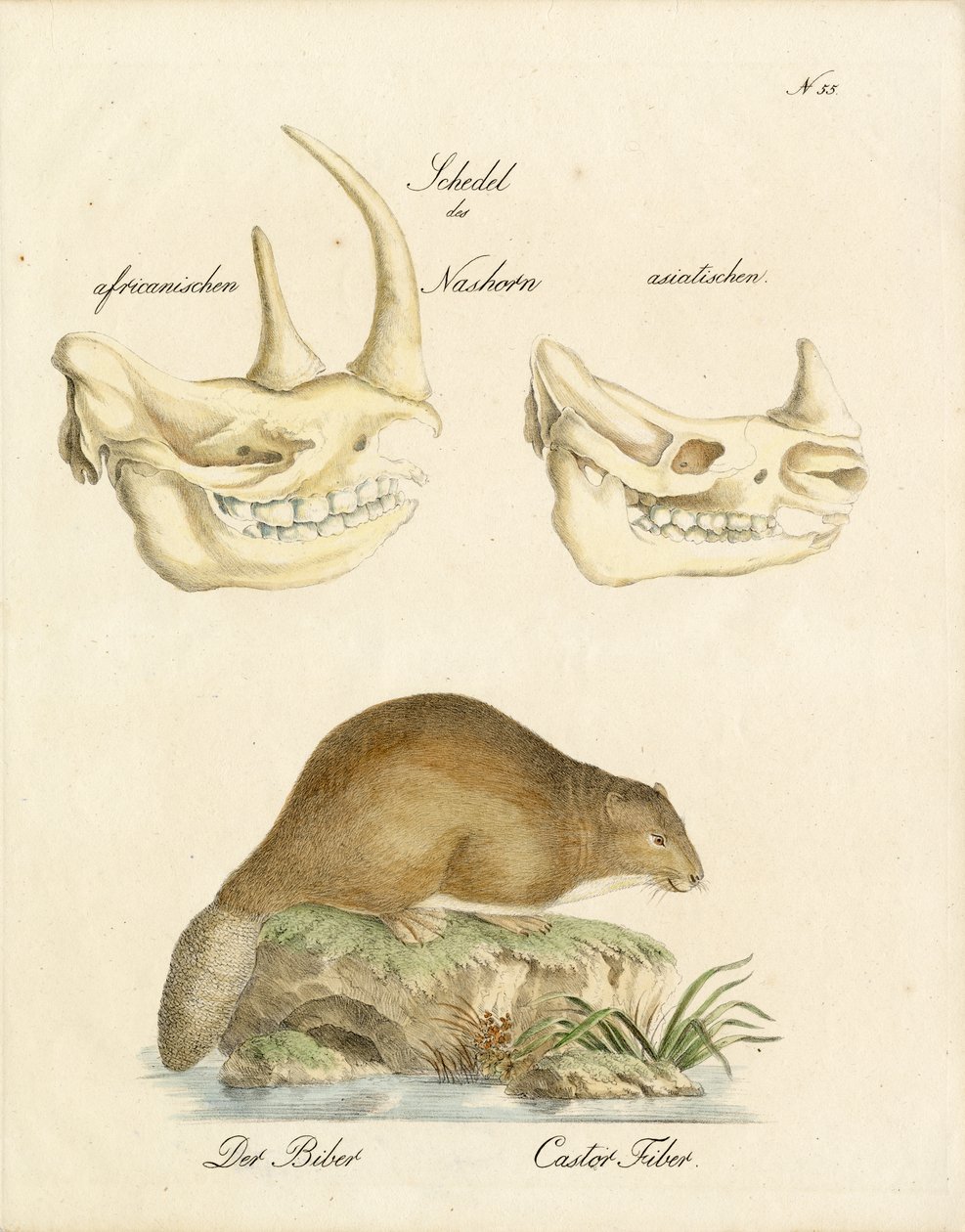 Rhinoceros Skulls and the Beaver by Karl Joseph Brodtmann