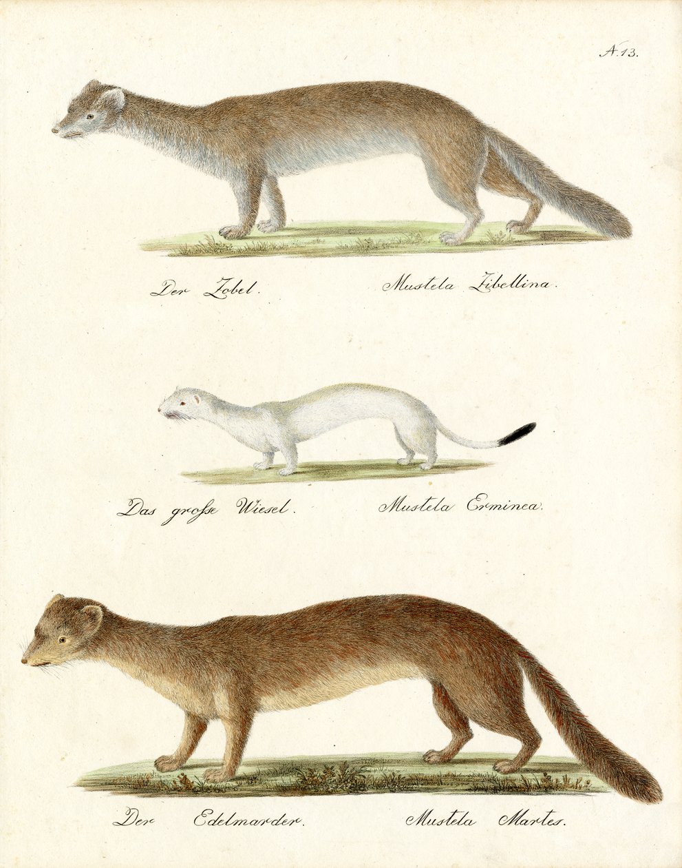 Sable, Stoat and Pine Marten by Karl Joseph Brodtmann
