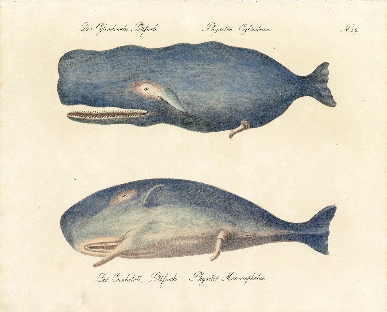 Sperm Whales by Karl Joseph Brodtmann