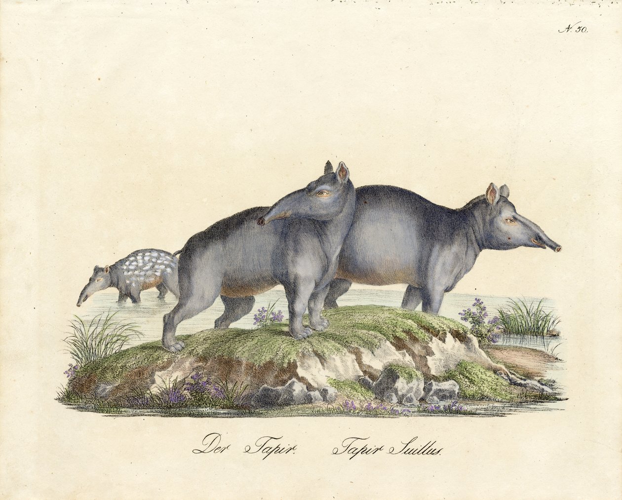 Tapir and Paca by Karl Joseph Brodtmann